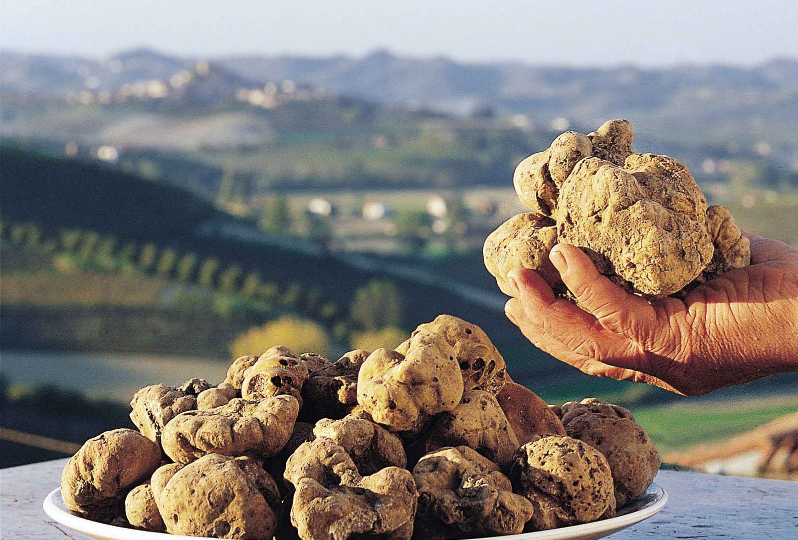 photo of a white truffle