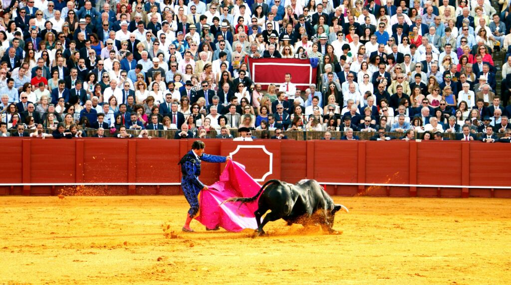 bullfighter fighting bull on race