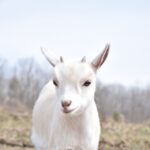 goat-5223378_960_720.jpg